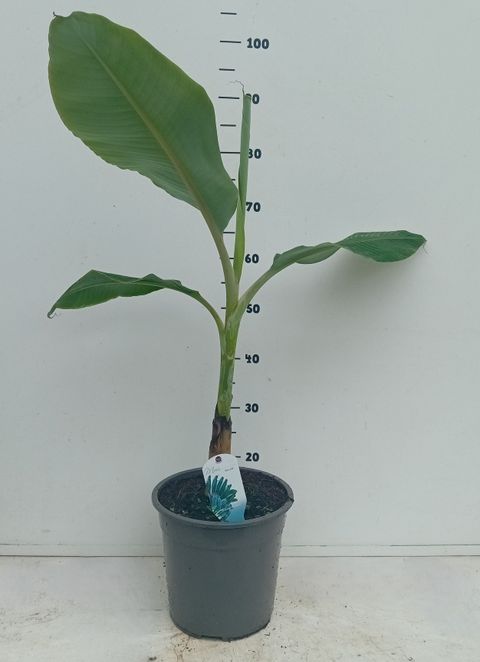 Musa acuminata × balbisiana 'Blue Java'