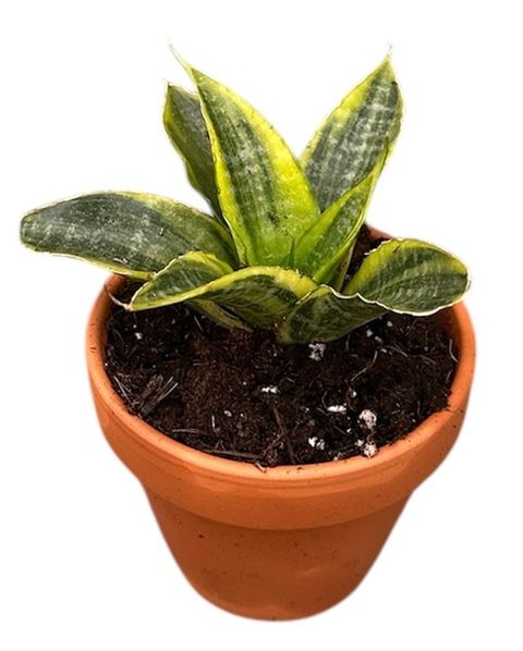 Sansevieria 'Gabriella Variegata'