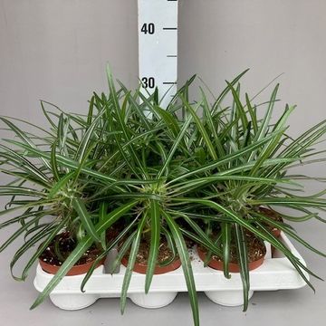 Pachypodium geayi