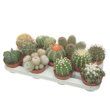 Cactus MIX