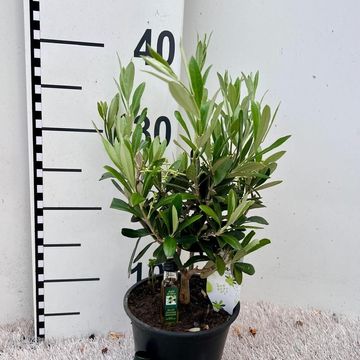 Olea europaea