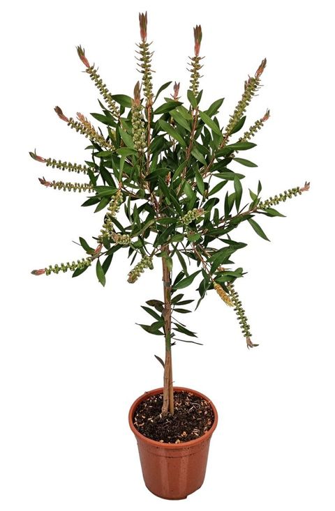 Callistemon laevis