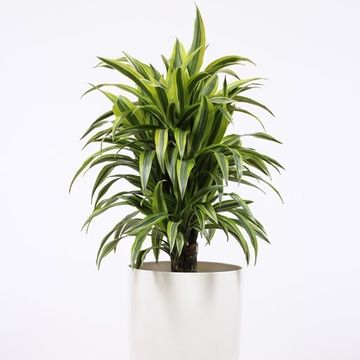 Dracaena fragrans 'Lemon Lime'