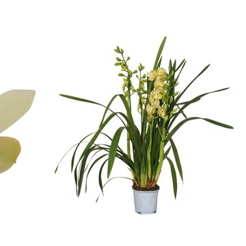 Cymbidium PADDY