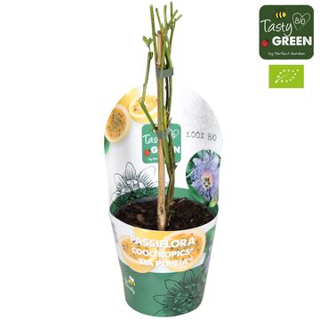 Passiflora incarnata 'Eia Popeia'