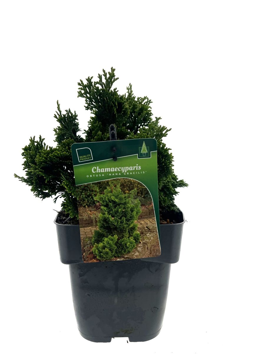 Chamaecyparis obtusa 'Nana Gracilis' — Plant Wholesale FlorAccess