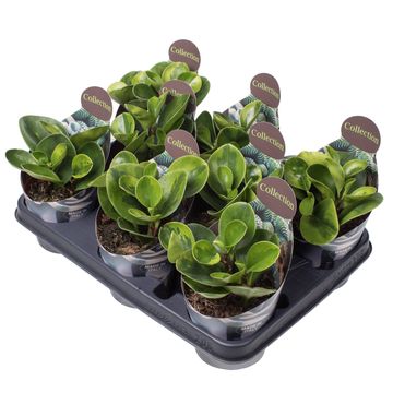 Peperomia obtusifolia