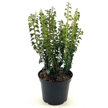 wolfsmilch kaktus Wolfsmilch 'Wulfenii' - Euphorbia characias ssp. Wulfenii main image 0