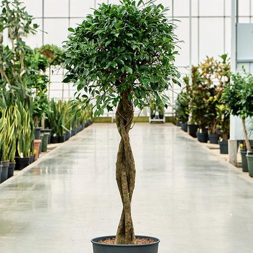 Ficus microcarpa 'Nitida'