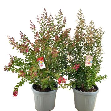 Lagerstroemia indica