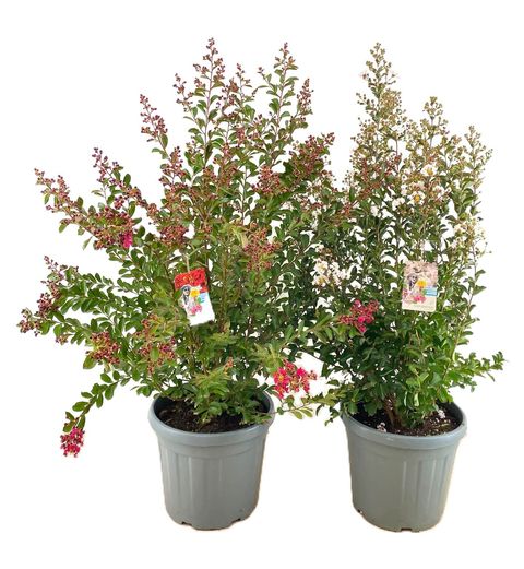 Lagerstroemia indica