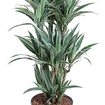 Dracaena fragrans 'Warneckei'