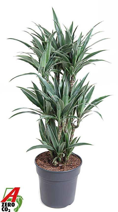 Dracaena fragrans 'Warneckei'