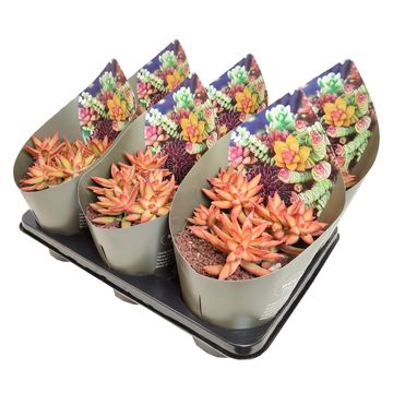 Sedum nussbaumerianum