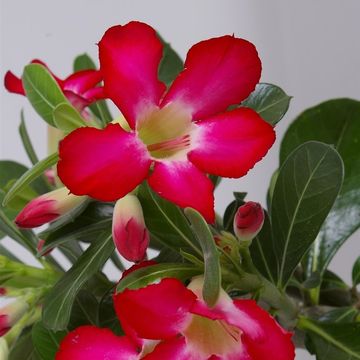 Adenium obesum 'Anouk'