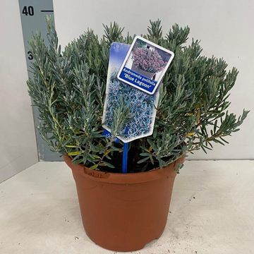 Andromeda polifolia 'Blue Lagoon'