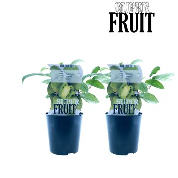 Actinidia arguta 'Issai'