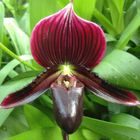 Paphiopedilum Maudiae Vinicolor 'Schwarze Madonna'