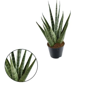 Sansevieria cylindrica 'Sem'