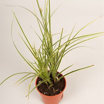 Carex brunnea 'Jubilo'
