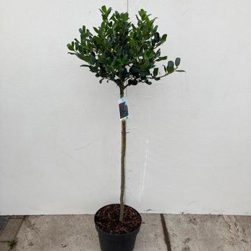 Ilex aquifolium 'J.C.  van Tol'