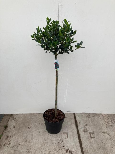 Ilex aquifolium 'J.C.  van Tol'