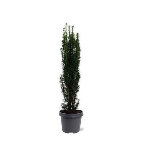 Taxus baccata 'Fastigiata Robusta'