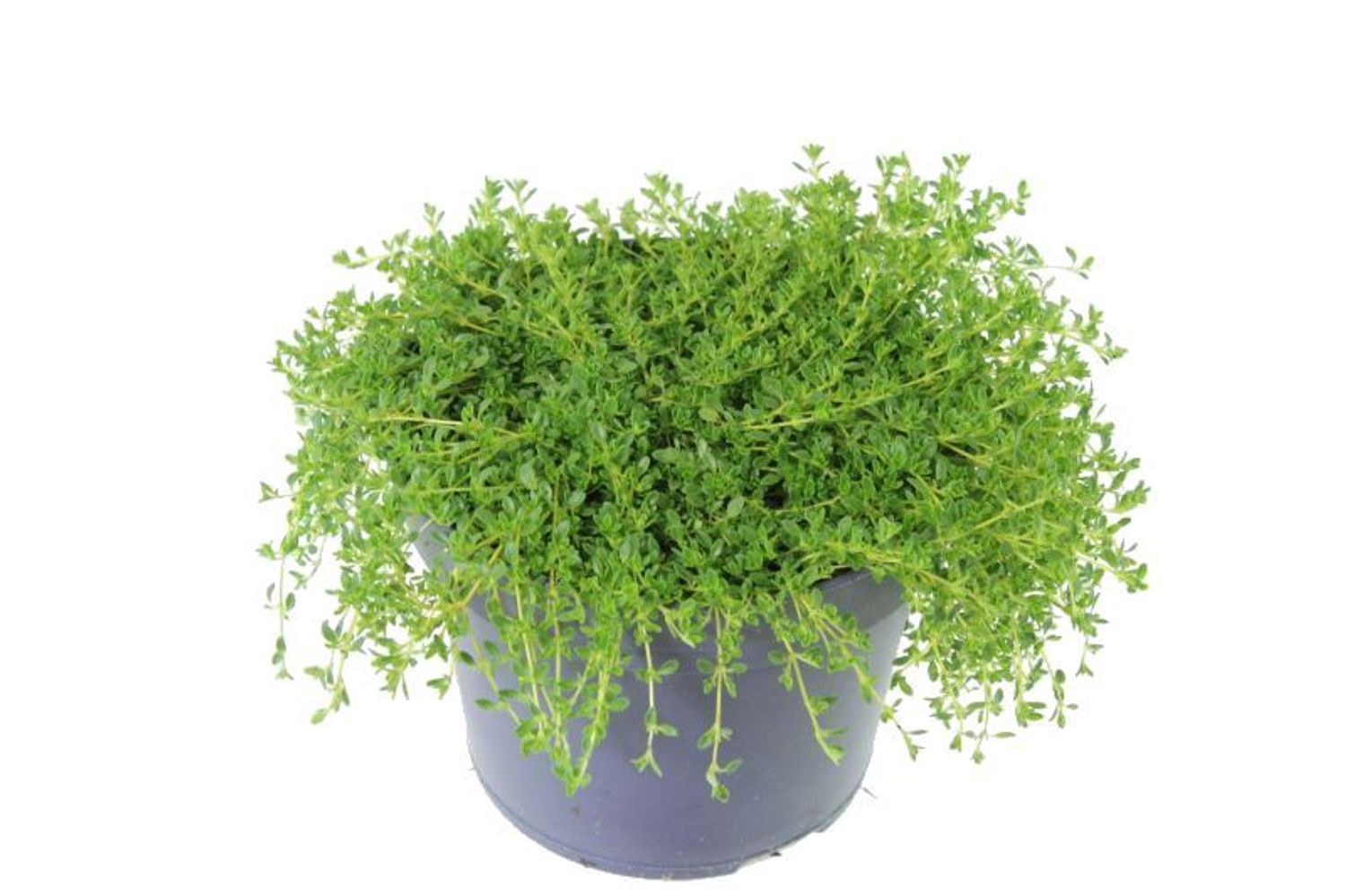 Thymus praecox 'Albiflorus' — Plant Wholesale FlorAccess