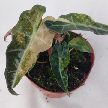 Alocasia 'Polly Yellow Variegata'