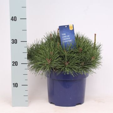Pinus mugo mughus