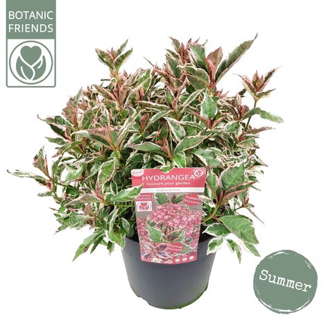 Hydrangea serrata EUPHORIA PINK