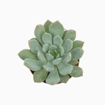 x Pachyveria 'Corvus'