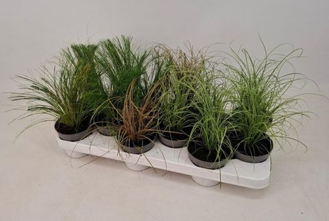 Grasses MIX