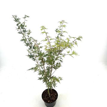 Acer palmatum 'Kagiri-nishiki'