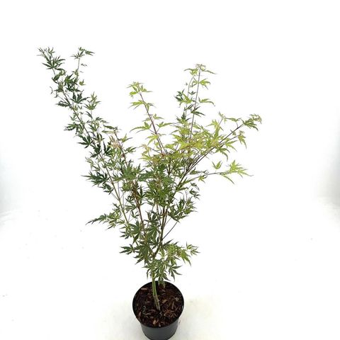 Acer palmatum 'Kagiri-nishiki'