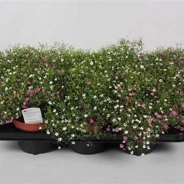 Gypsophila muralis MIX IN POT