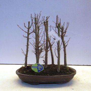 Pseudolarix amabilis