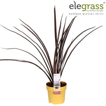 Phormium tenax 'Rubra Nana'