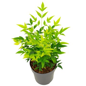 Nandina domestica MAGICAL LEMON & LIME