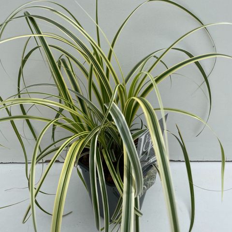 Carex 'Feather Falls'