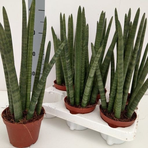 Sansevieria cylindrica 'Wave'