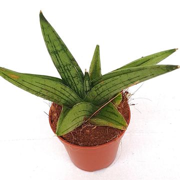 Sansevieria 'Brave Guy'