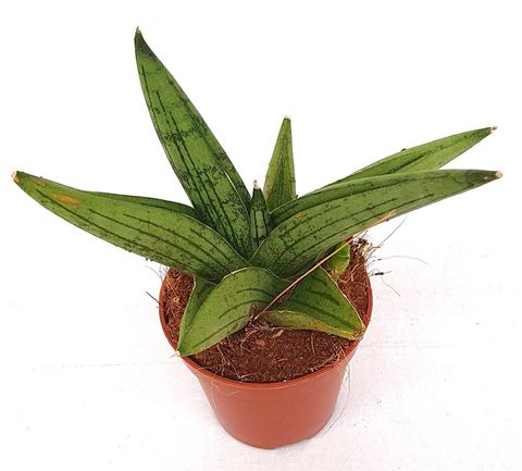 Sansevieria 'Brave Guy'