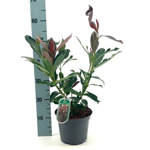 Viburnum odoratissimum COPPERTOP