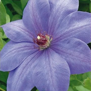 Clematis 'Ксерксес' (EL)