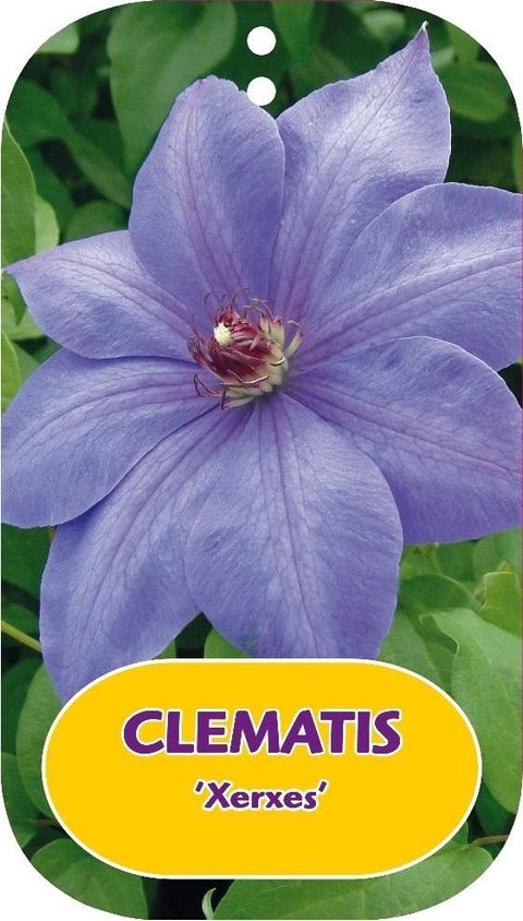 Clematis 'Xerxes' (EL)