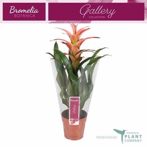 Guzmania 'Мелисса'