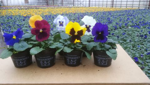 Viola x wittrockiana MIX