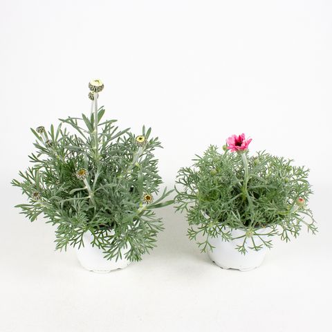 Rhodanthemum hosmariense MIX