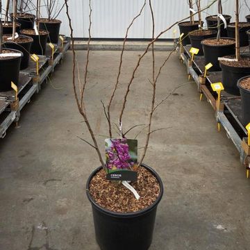 Cercis chinensis 'Avondale'